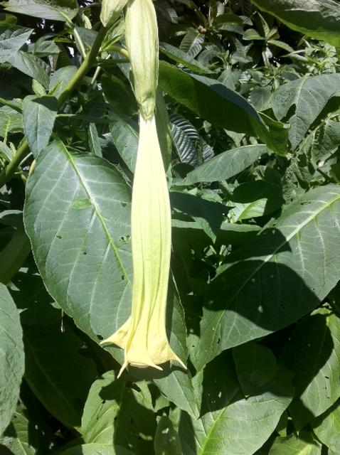 28 August 2011 à 11h29 - Le Datura, belle plante de jardin...mais ne pas toucher!  Ses racines, feuilles, et fleurs sont très toxiques et pourraient provoquer hallucination, ou pertes de mémoire